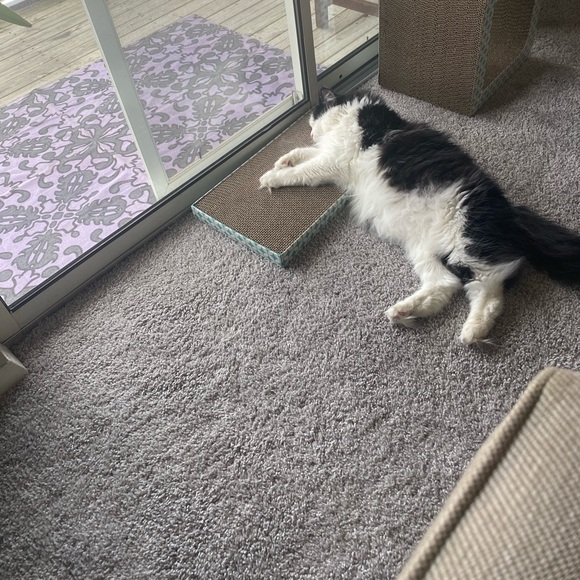 Meet your Posher, Kat - Picture 3 of 3